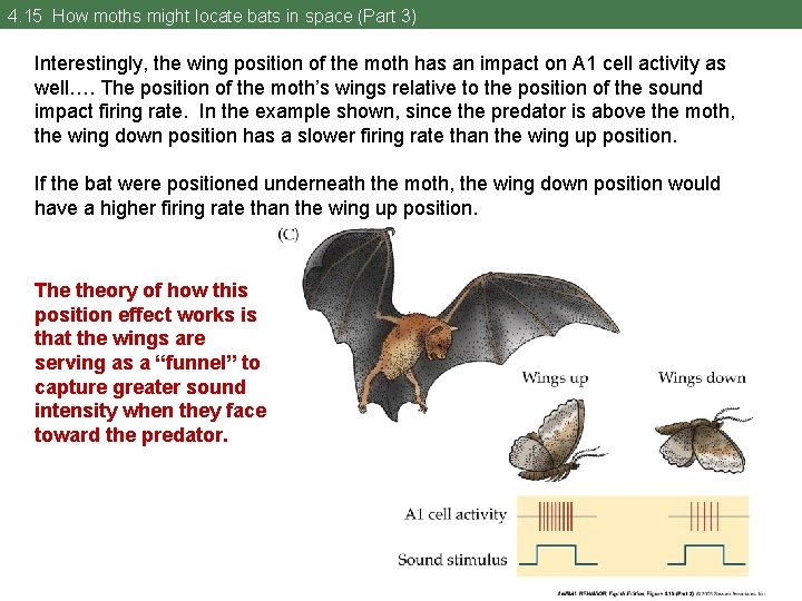 4. 15 How moths might locate bats in space (Part 3) Interestingly, the wing