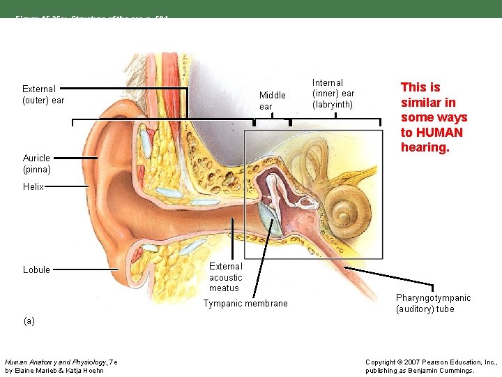 Figure 15. 25 a: Structure of the ear, p. 584. External (outer) ear Middle
