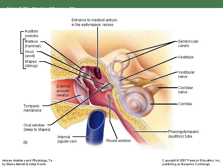 Figure 15. 25 b: Structure of the ear, p. 584. Entrance to mastoid antrum