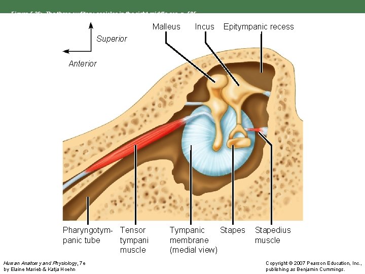 Figure 5. 26: The three auditory ossicles in the right middle ear, p. 585.
