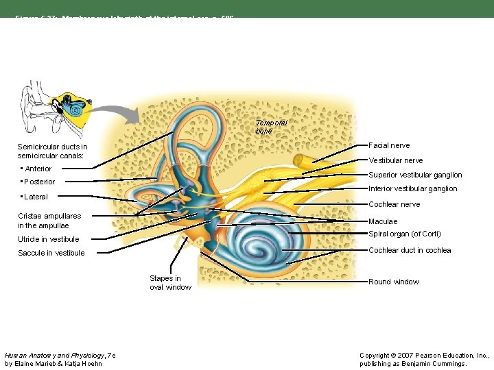 Figure 5. 27: Membranous labyrinth of the internal ear, p. 586. Temporal bone Facial