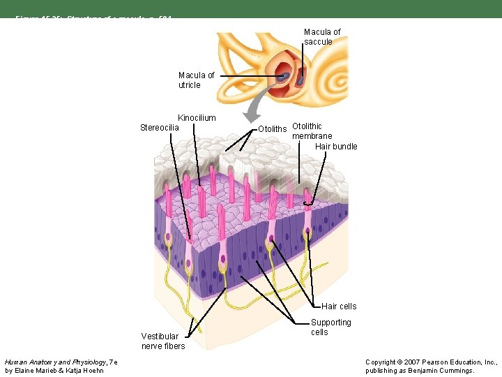 Figure 15. 35: Structure of a macula, p. 594. Macula of saccule Macula of