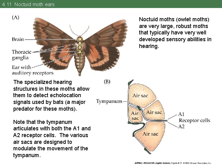 4. 11 Noctuid moth ears Noctuid moths (owlet moths) are very large, robust moths