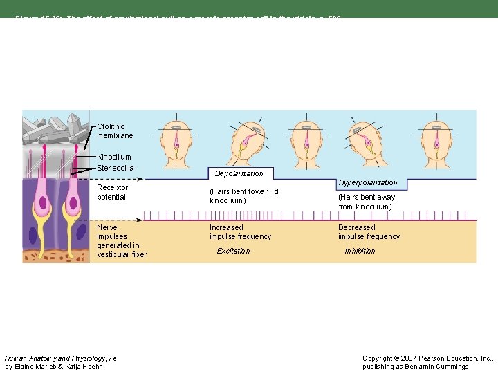 Figure 15. 36: The effect of gravitational pull on a macula receptor cell in
