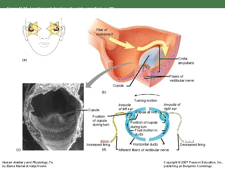 Figure 15. 37: Location and sturcture of a crista ampullaris, p. 596. Flow of