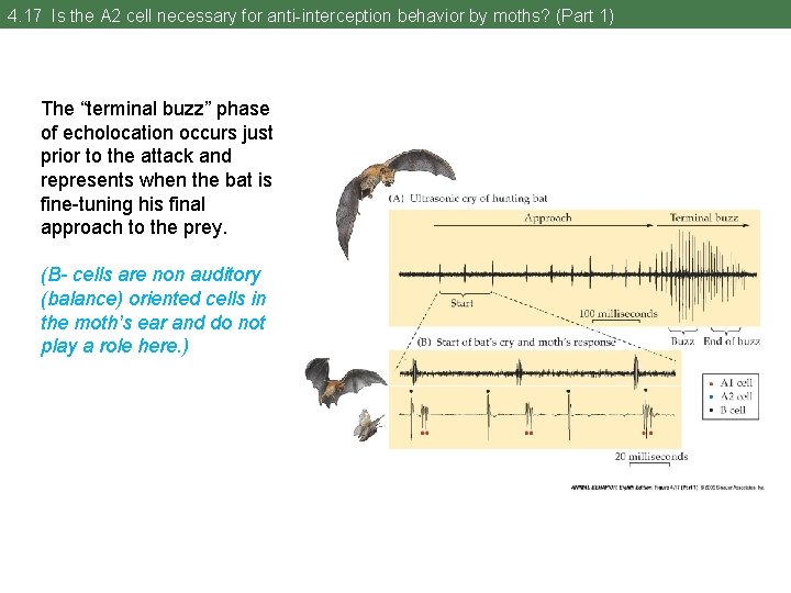 4. 17 Is the A 2 cell necessary for anti-interception behavior by moths? (Part