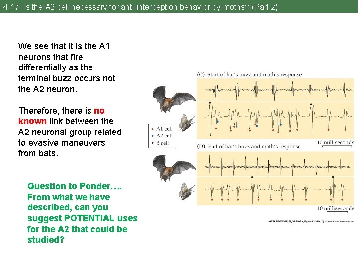 4. 17 Is the A 2 cell necessary for anti-interception behavior by moths? (Part