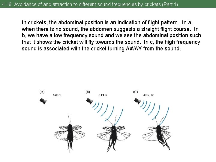 4. 18 Avoidance of and attraction to different sound frequencies by crickets (Part 1)