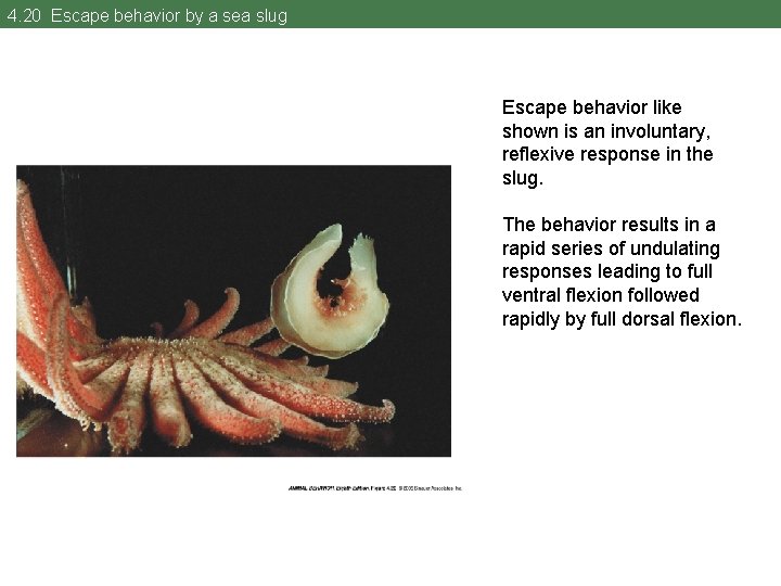 4. 20 Escape behavior by a sea slug Escape behavior like shown is an