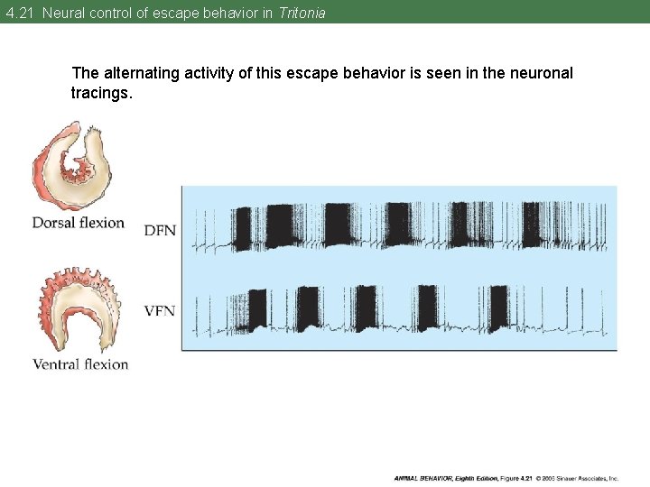 4. 21 Neural control of escape behavior in Tritonia The alternating activity of this