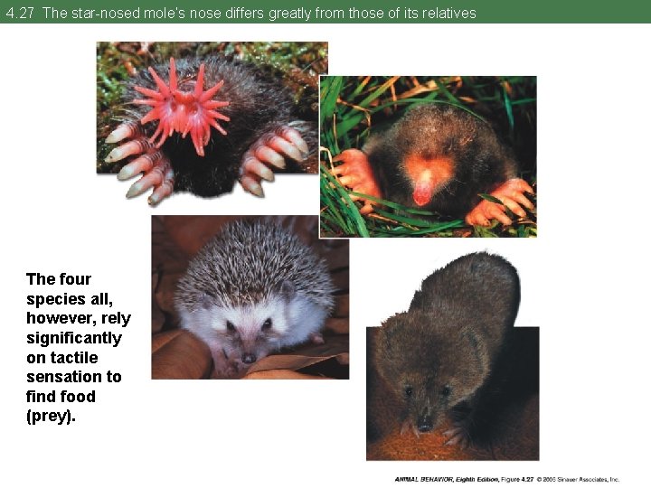 4. 27 The star-nosed mole’s nose differs greatly from those of its relatives The