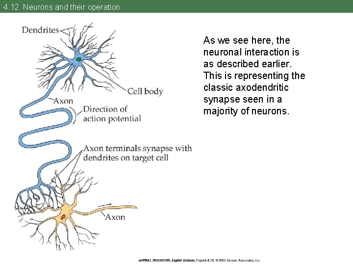 4. 12 Neurons and their operation As we see here, the neuronal interaction is