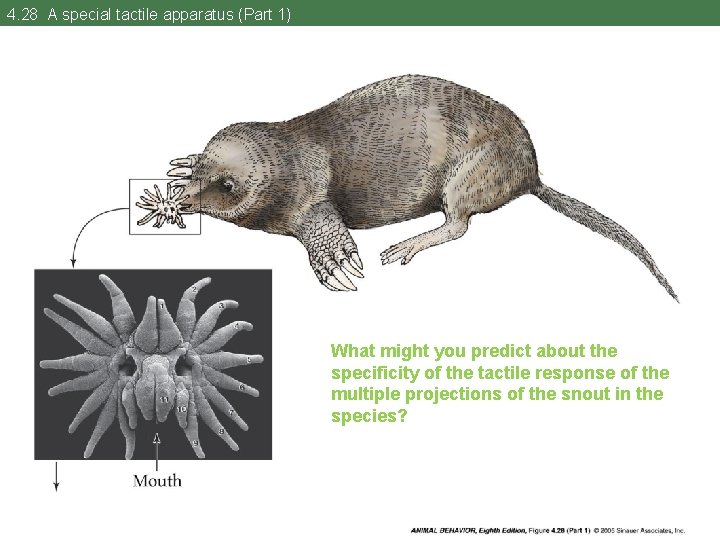 4. 28 A special tactile apparatus (Part 1) What might you predict about the