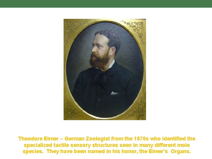 Theodore Eimer – German Zoologist from the 1870 s who identified the specialized tactile