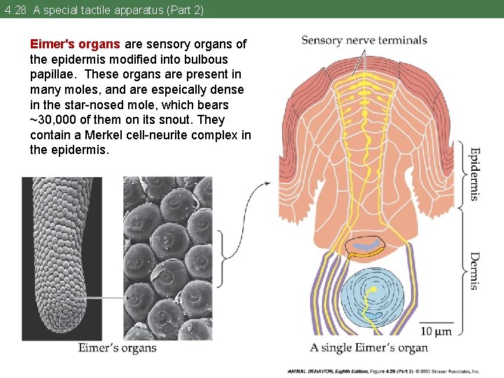 4. 28 A special tactile apparatus (Part 2) Eimer's organs are sensory organs of