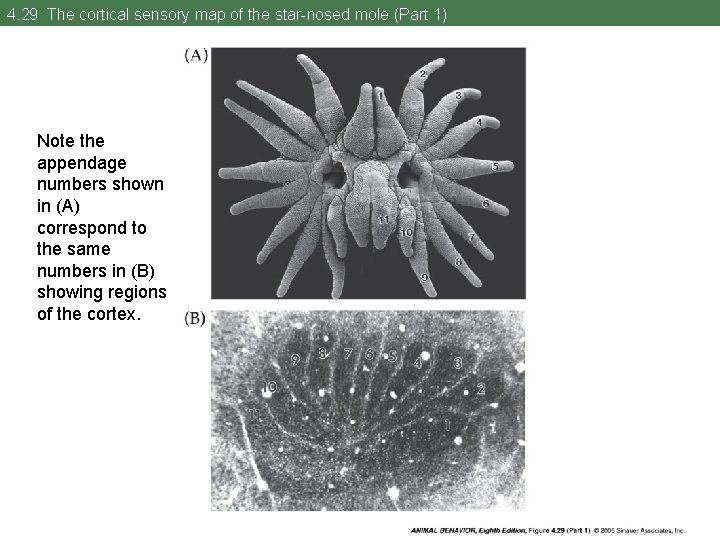 4. 29 The cortical sensory map of the star-nosed mole (Part 1) Note the