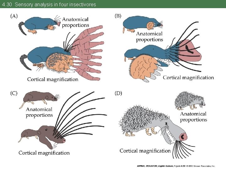 4. 30 Sensory analysis in four insectivores 