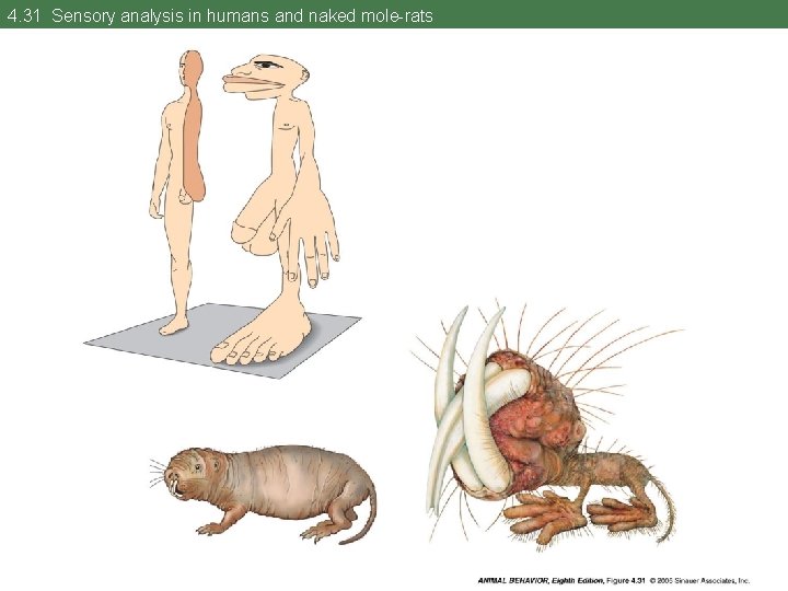 4. 31 Sensory analysis in humans and naked mole-rats 