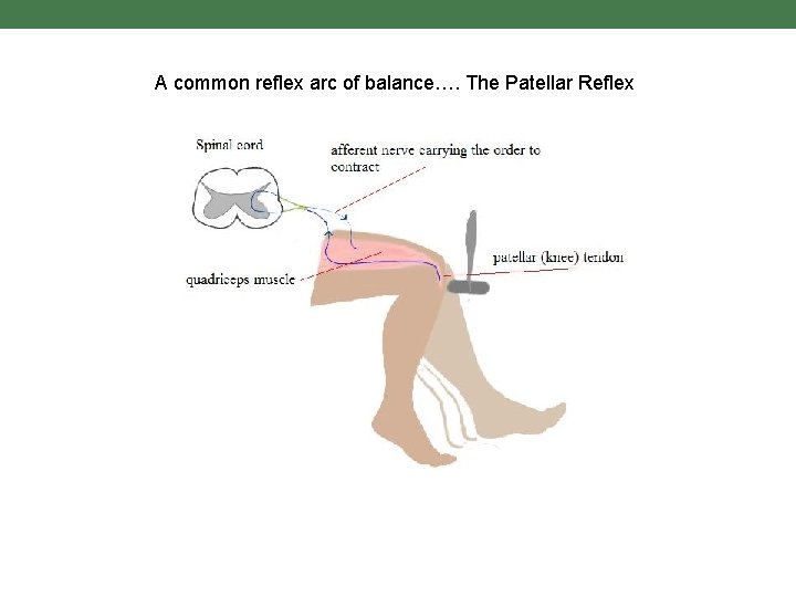 A common reflex arc of balance…. The Patellar Reflex 