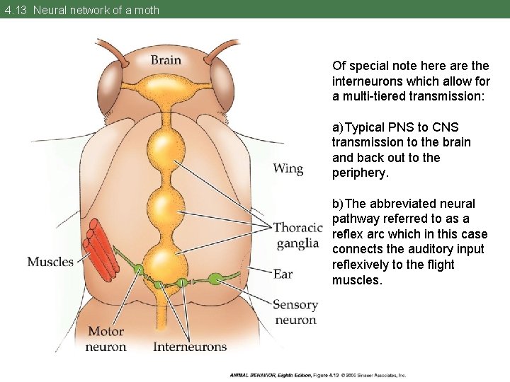 4. 13 Neural network of a moth Of special note here are the interneurons