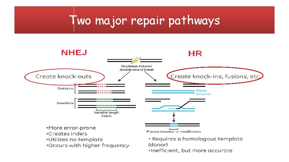 Two major repair pathways 
