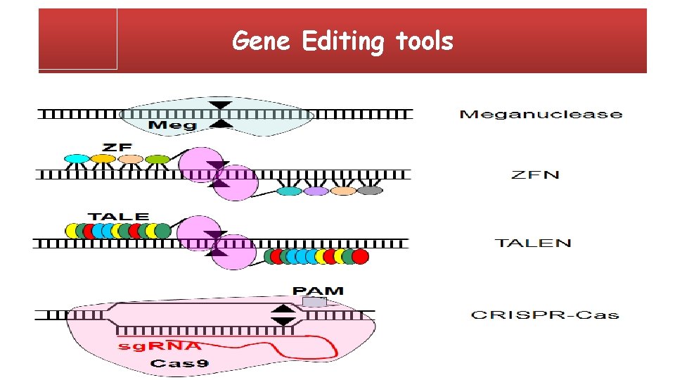 Gene Editing tools 