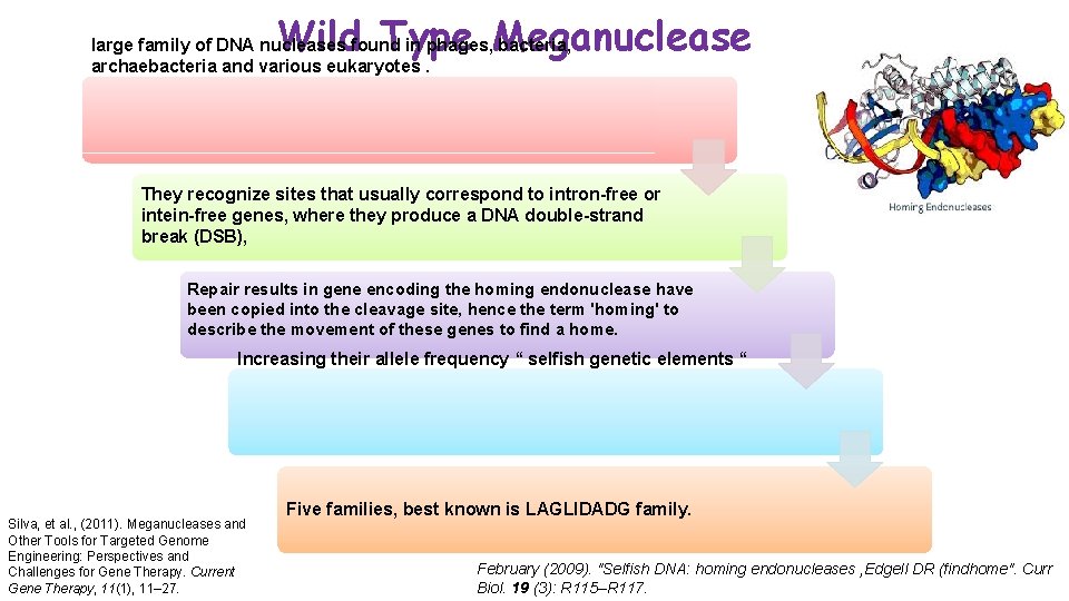 Wild Type Meganuclease large family of DNA nucleases found in phages, bacteria, archaebacteria and