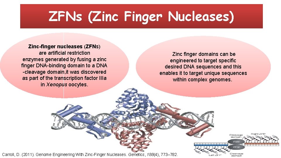 ZFNs (Zinc Finger Nucleases) Zinc-finger nucleases (ZFNs) are artificial restriction enzymes generated by fusing
