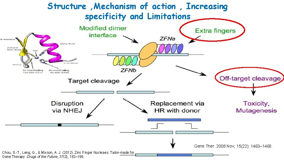Structure , Mechanism of action , Increasing specificity and Limitations Gene Ther. 2008 Nov;