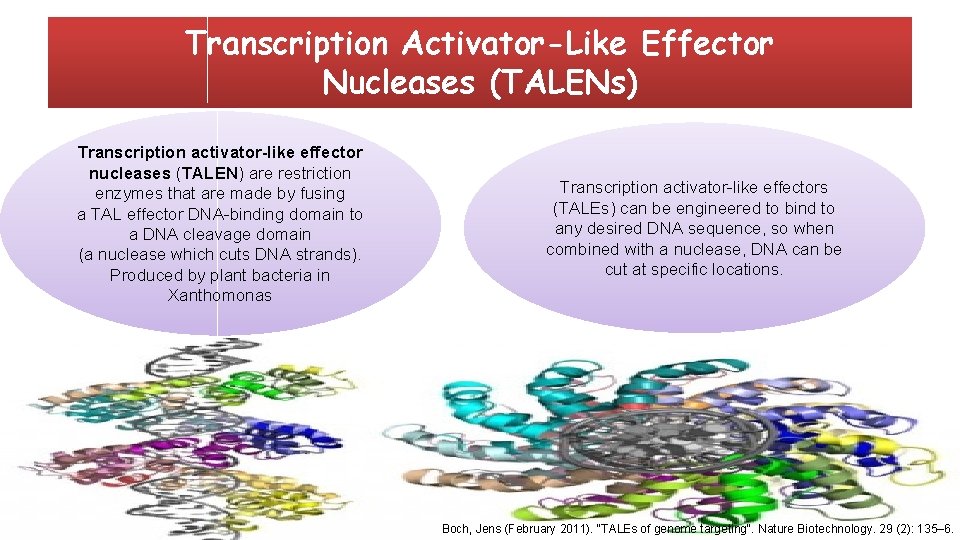 Transcription Activator-Like Effector Nucleases (TALENs) Transcription activator-like effector nucleases (TALEN) are restriction enzymes that