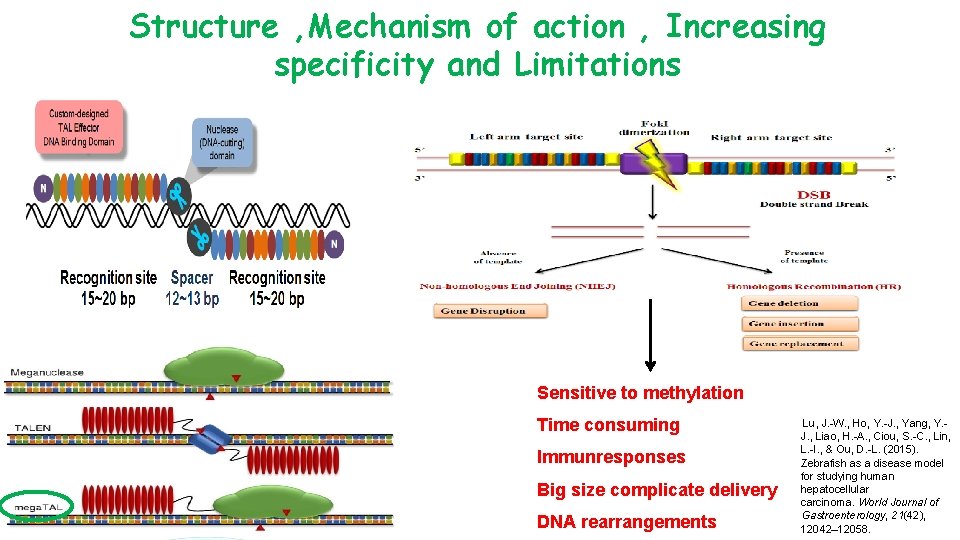 Structure , Mechanism of action , Increasing specificity and Limitations Sensitive to methylation Time