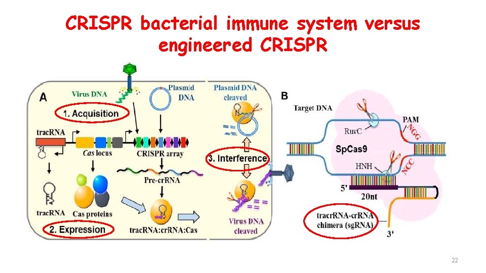 CRISPR bacterial immune system versus engineered CRISPR 22 