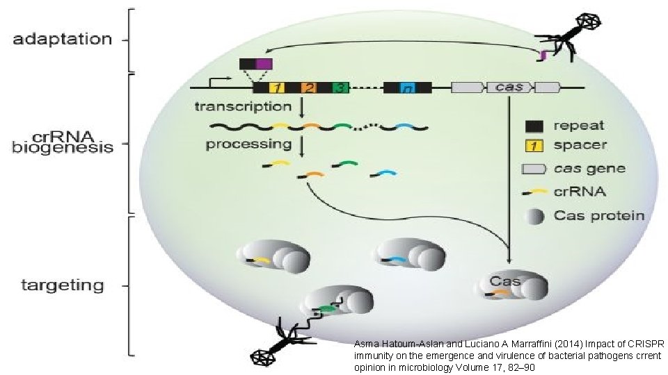 Asma Hatoum-Aslan and Luciano A Marraffini (2014) Impact of CRISPR immunity on the emergence