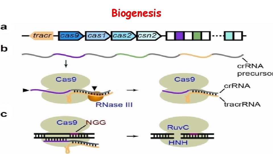 Biogenesis 