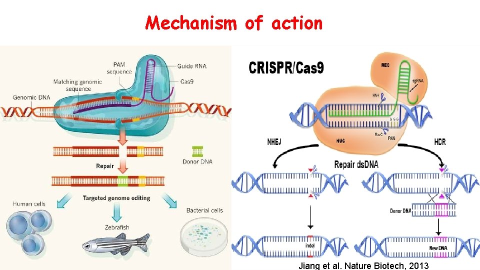Mechanism of action Jiang et al. Nature Biotech, 2013 