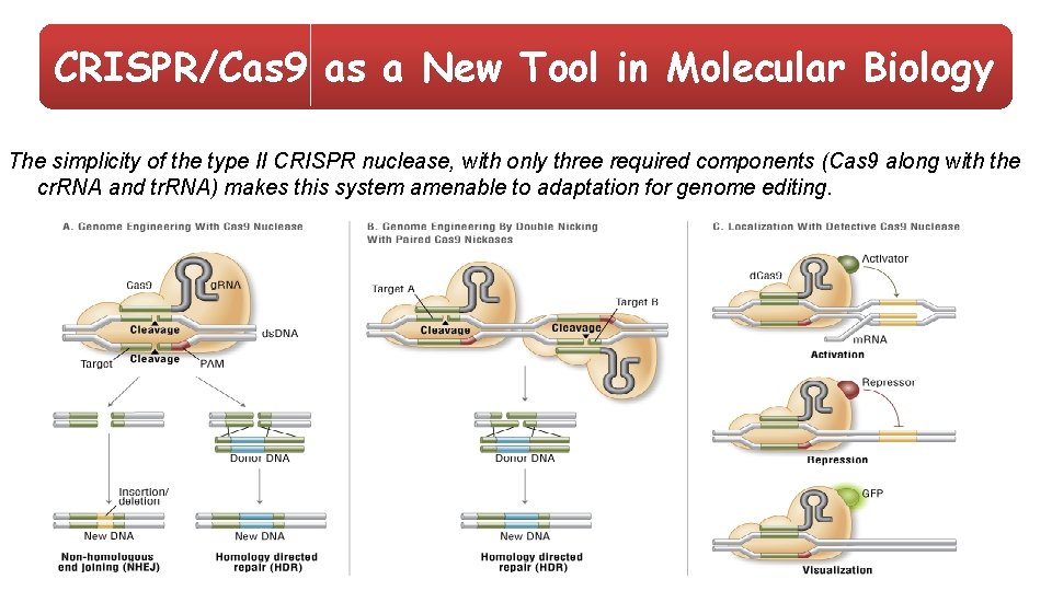 CRISPR/Cas 9 as a New Tool in Molecular Biology The simplicity of the type