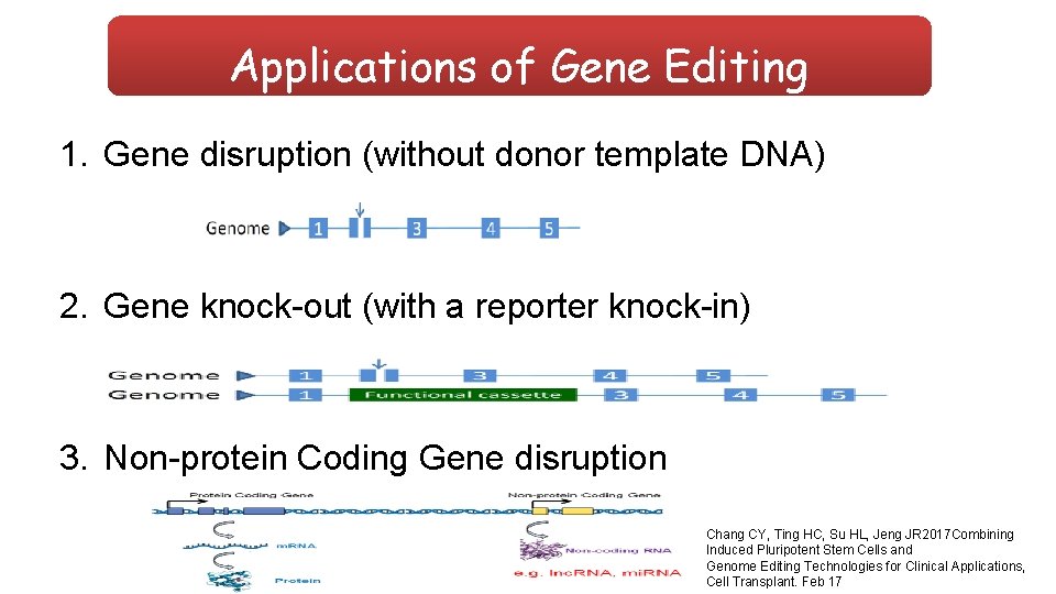 Applications of Gene Editing 1. Gene disruption (without donor template DNA) 2. Gene knock-out