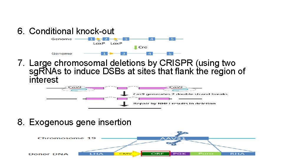 6. Conditional knock-out 7. Large chromosomal deletions by CRISPR (using two sg. RNAs to