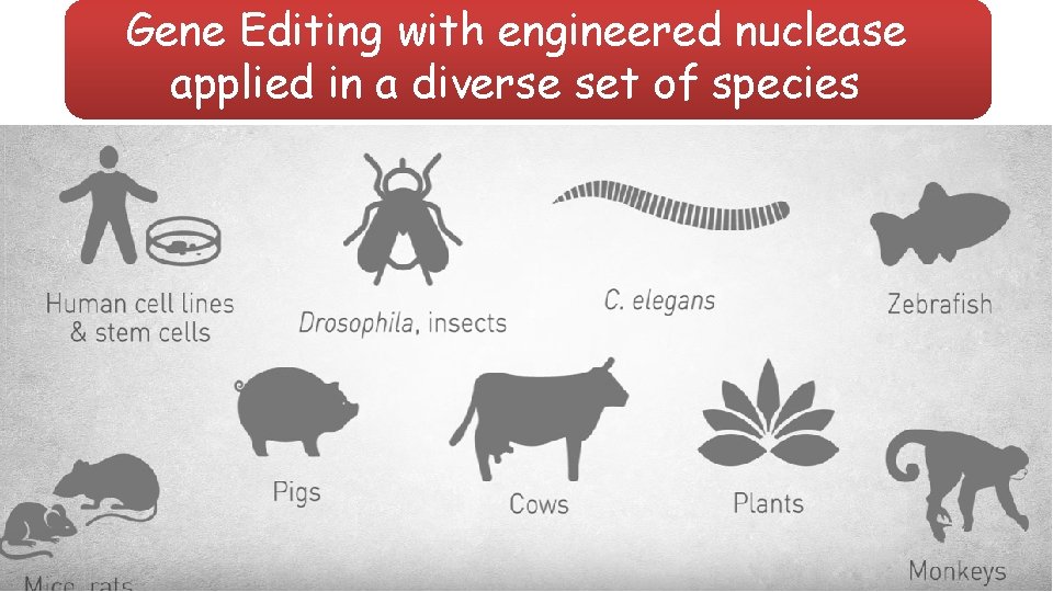 Gene Editing with engineered nuclease applied in a diverse set of species 
