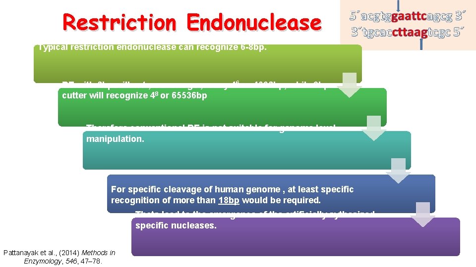 Restriction Endonuclease Typical restriction endonuclease can recognize 6 -8 bp. RE with 6 bp