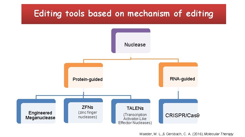 Editing tools based on mechanism of editing Nuclease RNA-guided Protein-guided ZFNs Engineered Meganuclease (zinc