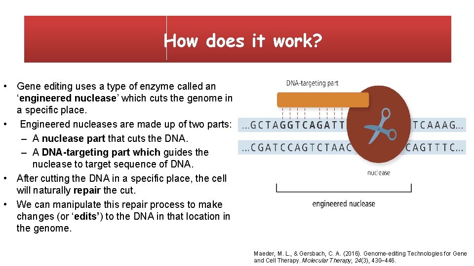 How does it work? • Gene editing uses a type of enzyme called an