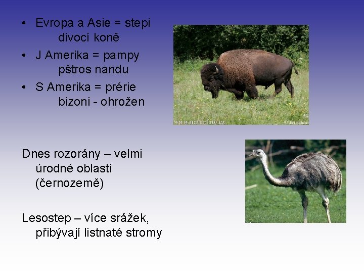  • Evropa a Asie = stepi divocí koně • J Amerika = pampy