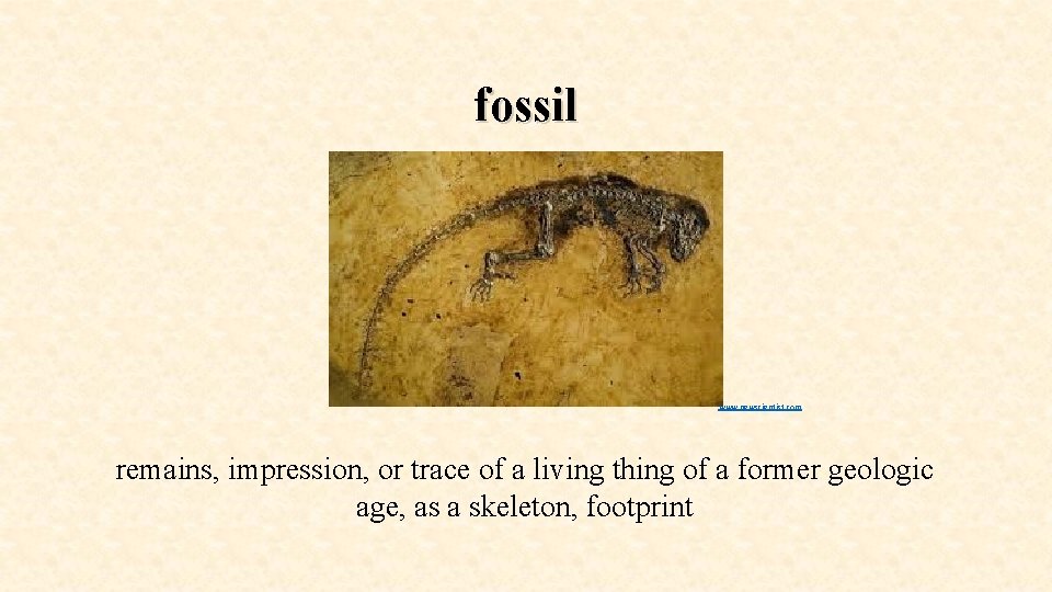 fossil www. newscientist. com remains, impression, or trace of a living thing of a