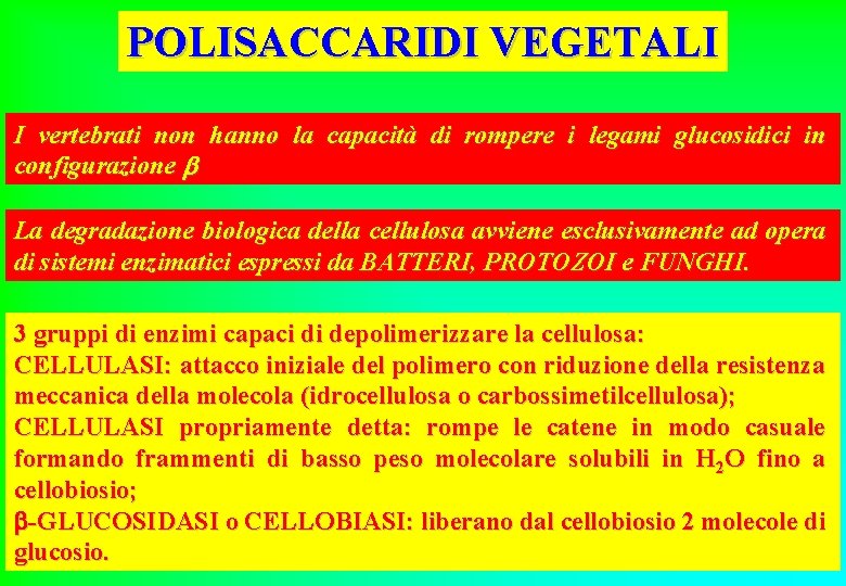 POLISACCARIDI VEGETALI I vertebrati non hanno la capacità di rompere i legami glucosidici in