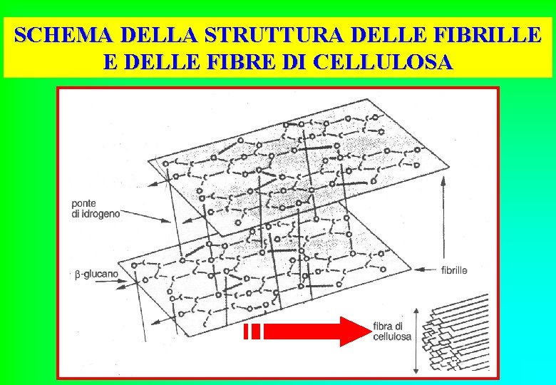 SCHEMA DELLA STRUTTURA DELLE FIBRILLE E DELLE FIBRE DI CELLULOSA 