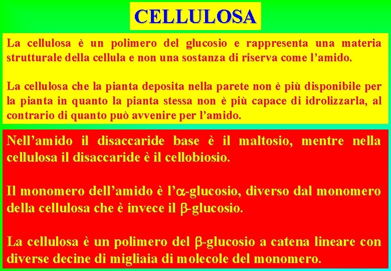 CELLULOSA La cellulosa è un polimero del glucosio e rappresenta una materia strutturale della