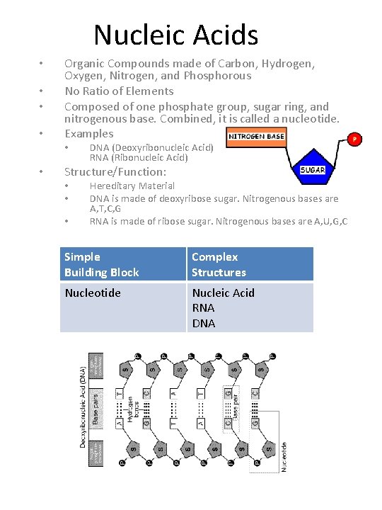 Nucleic Acids • • Organic Compounds made of Carbon, Hydrogen, Oxygen, Nitrogen, and Phosphorous