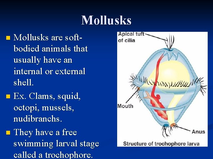 Mollusks are softbodied animals that usually have an internal or external shell. n Ex.