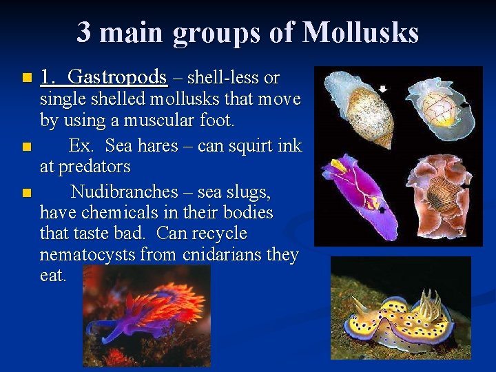 3 main groups of Mollusks n n n 1. Gastropods – shell-less or single